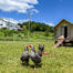 Classic Catskill Farmstead -- 624 Brownell Road