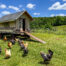 Classic Catskill Farmstead -- 624 Brownell Road