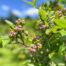 Hundreds of Blueberry Bushes and Fruit Trees -- 624 Brownell Road