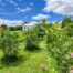 Hundreds of Blueberry Bushes and Fruit Trees -- 624 Brownell Road