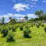 Hundreds of Blueberry Bushes and Fruit Trees -- 624 Brownell Road