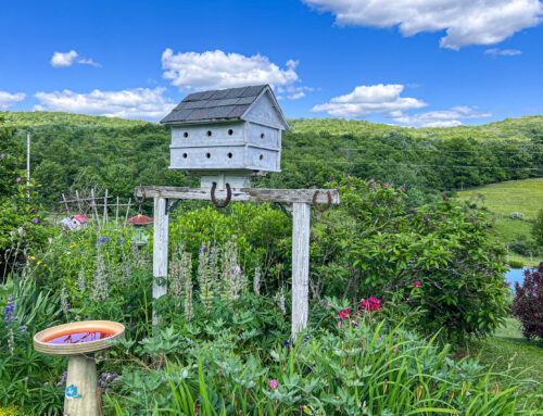 Established Perennial Gardens — 624 Brownell Rd