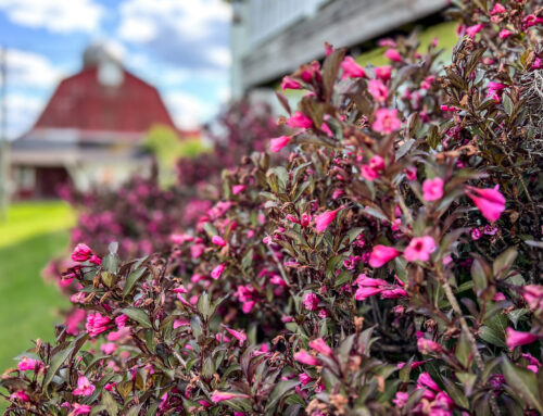 Established perennial gardens — 624 Brownell Rd